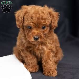 Amber, Toy Poodle Puppy